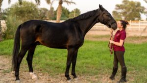 Side view of happy young female equestrian in casual clothes and boots kissing muzzle of adorable purebred dark bay horse standing on grassy meadow in countryside